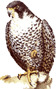 Faucon pélerin.