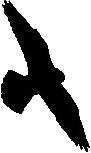 Faucon pélerin. Silhouette.