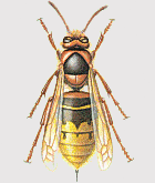 Frelon. Dessin