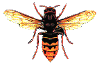 Frelon. Frelon.