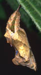 Gamma. Chrysalide.