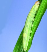 Hespérie du dactyle. Chenille.