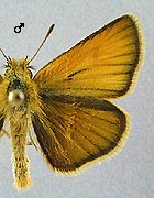Hespérie du dactyle. Mâle dessus.