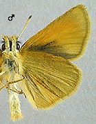 Hespérie du dactyle. Mâle dessous.