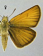 Hespérie du dactyle. Femelle dessus.