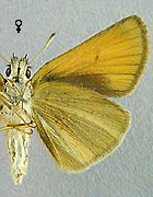 Hespérie du dactyle. Femelle dessous.