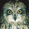 Hibou des marais. Tete.