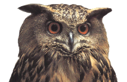 Grand Duc d'Europe.