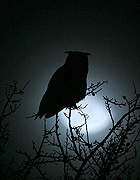 Hibou grand-duc. Silhouette.
