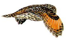Hibou moyen-duc. en vol dessin.