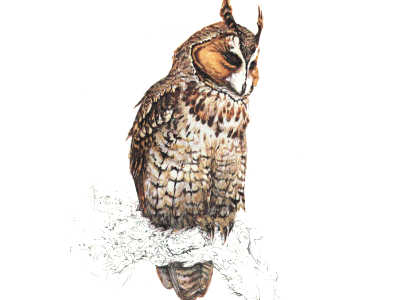 Hibou moyen-duc.