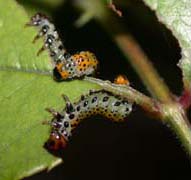 Hylotome du rosier. Chenille.