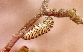 Machaon - Chenille