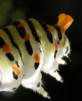Machaon. Chenille pattes.