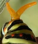 Machaon. Chenille osmatrium.
