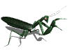 Image.