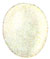 Martin-pêcheur. oeuf.