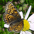 Mélitée des mélampyres.