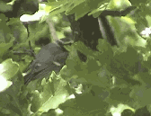 Mésange bleue. Animee.