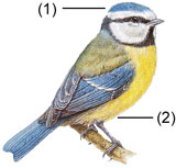 Mésange bleue. Dessin.