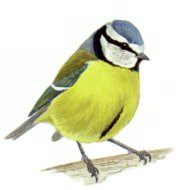 Mésange bleue. Dessin.