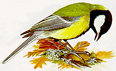 Mésange charbonnière.