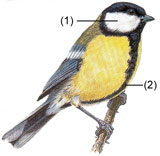 Mésange charbonnière.