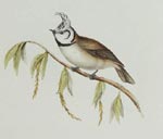 Mésange huppée. Dessin d'apres buffon.