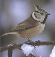 Mésange huppée.