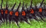 Morio. Chenille.