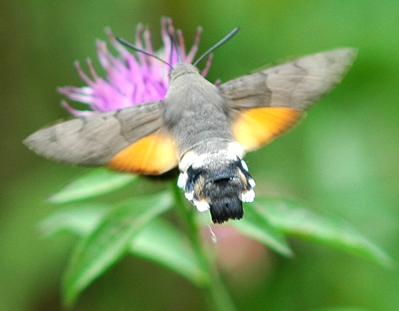 Le Moro Sphinx Macroglossum Stellatarum 