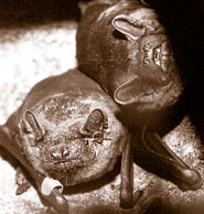 Noctule commune.