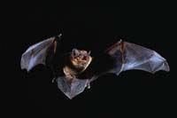 Noctule commune.