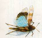 Oedipode bleuissant. Dessin.