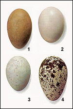 Forme des oeufs.
