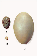 Dimensions des oeufs.