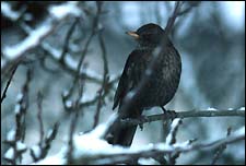 Merle noir (Turdus merula).