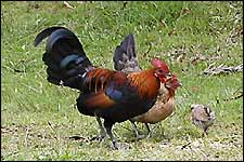 Coqs bankiva (Gallus gallus).