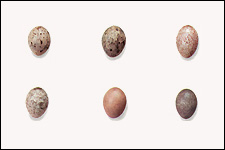 Oeufs de pipit.
