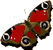 Image.