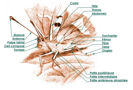 Papillons. Anatomie.