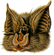 Petit rhinolophe.