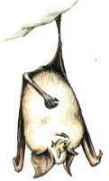 Petit rhinolophe. Dessin.