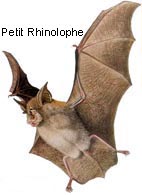 Petit rhinolophe.
