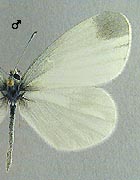 Piéride de la moutarde. Mâle dessus 1 génération.