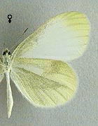 Piéride de la moutarde. Femelle dessous 1 génération.
