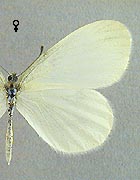 Piéride de la moutarde. Femelle dessus 2 génération.