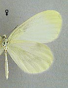 Piéride de la moutarde. Femelle dessous 2 génération.