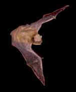 Pipistrelle commune. Vol.