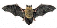 Pipistrelle commune.
